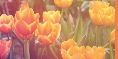 Foto Frühlingskarte orange Tulpen