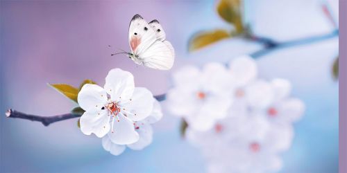Foto Frühlingskarte mit Schmetterling