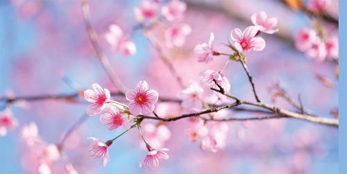 Foto Frühlingskarte mit Kirschblüten