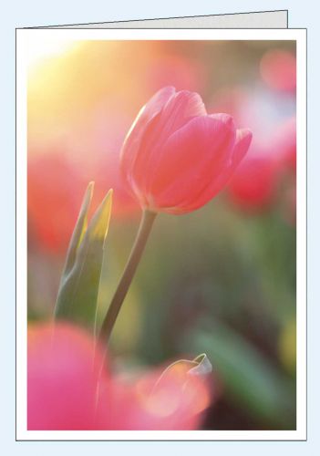 Schöne Frühlingskarte ohne Text mit Tulpe