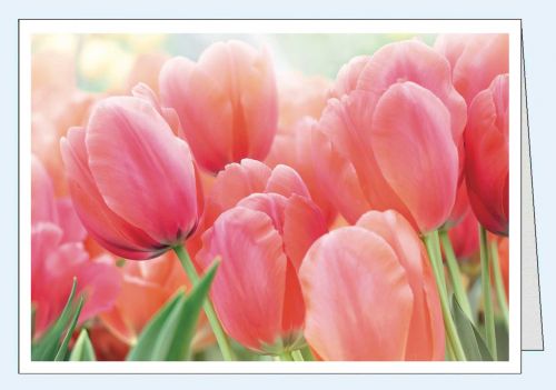 Schöne Frühlingskarte ohne Text mit Tulpenfeld