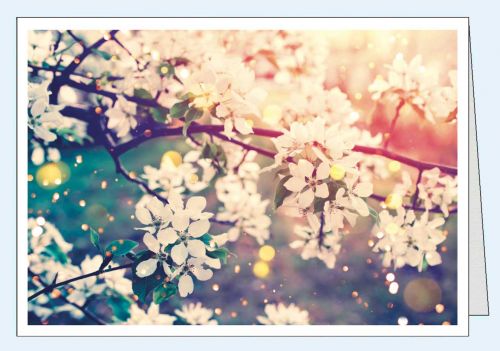 Edle Frühlingskarte ohne Text mit Apfelblüten