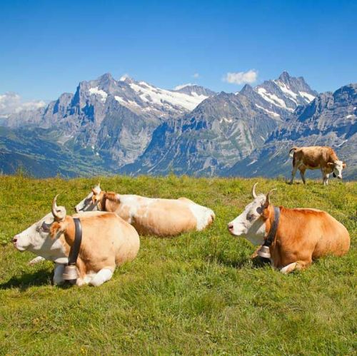 Fotokarte Kühe vor Berge