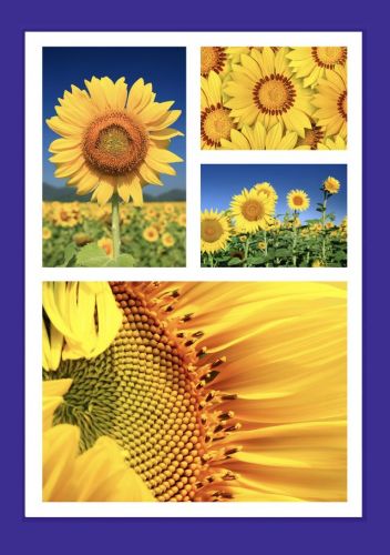 Fotokarte Blanco mit Sonnenblumen