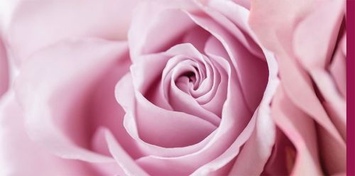 Fotokarte Blanco mit rosa Rosenblüte