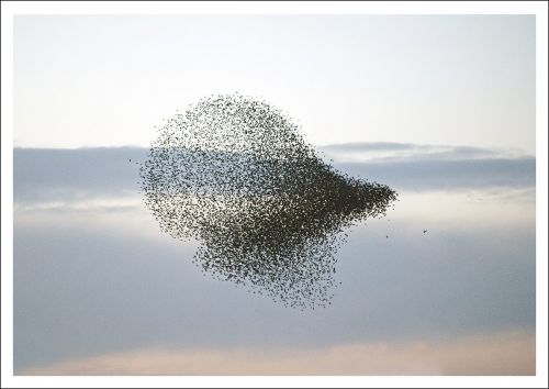 Fotokarte Blanco mit Vogelschwarm