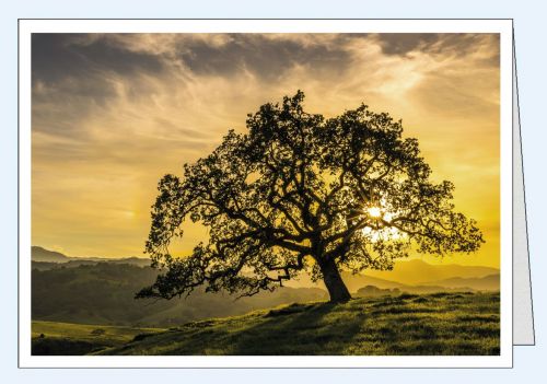 Fotokarte Blanco Baum im Sonnenuntergang
