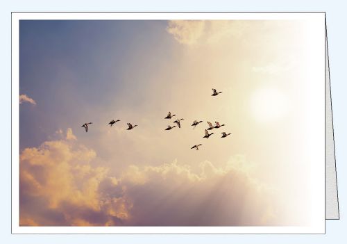 Fotokarte ohne Text Vogelscharm vor Wolkenhimmel